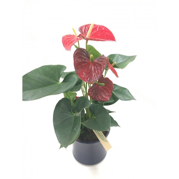 Anthurium