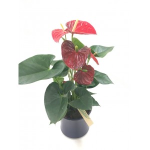 Anthurium