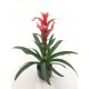 Guzmania