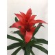 Guzmania