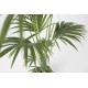 Kentia