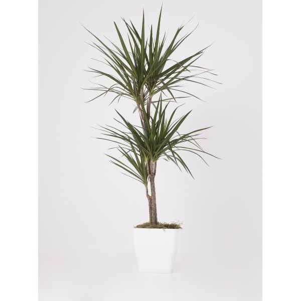 Dracena marginata Dracena marginata