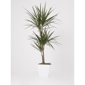 Dracaena marginata