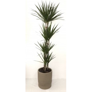 Dracaena margínata 4 plantas