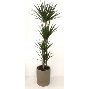 Dracaena margínata 4 plantas