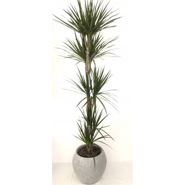 Dracaena marginata 5 Plantas Dracaena marginata 5 Plantas