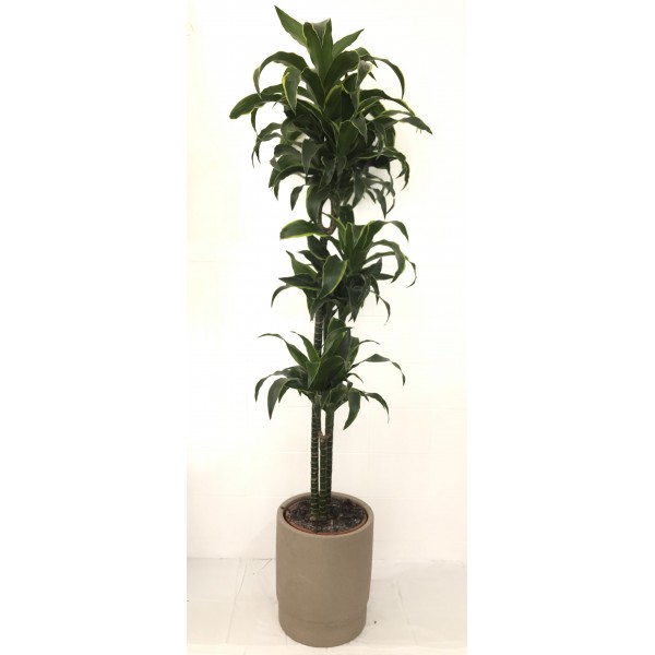 Dracaena Dorado Dracaena Dorado