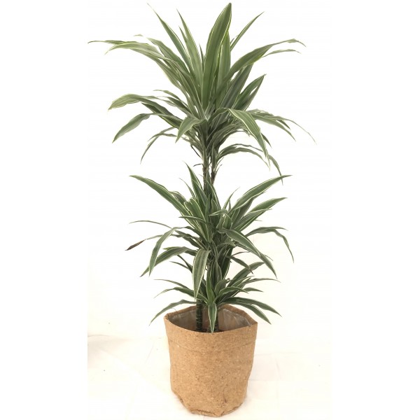 Dracaena deremensis Dracaena deremensis