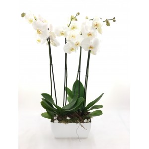 Centro dúo orquídeas blancas