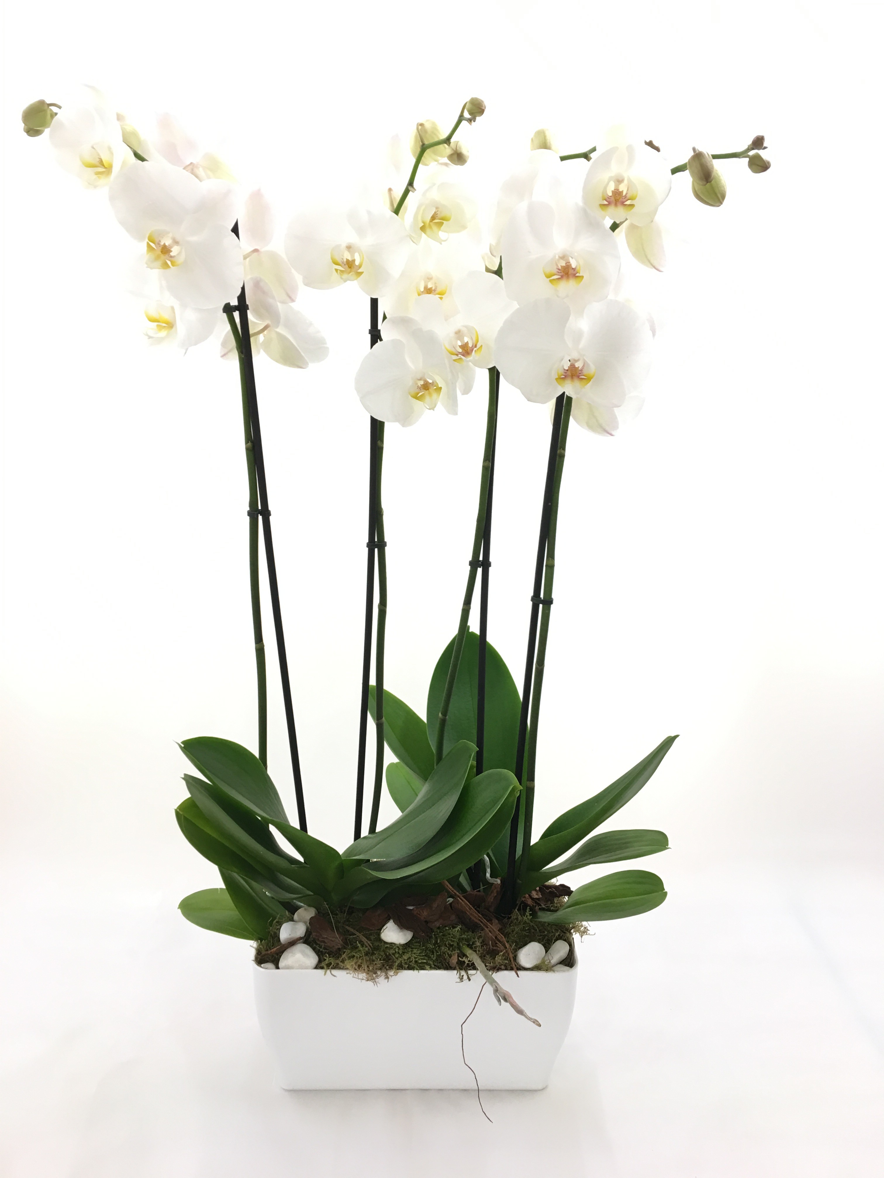Orquídea granada phalaenopsis flores Plantas domicilio Floristeria
