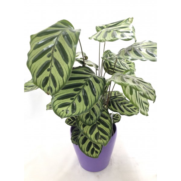 Calathea makoyana Calathea makoyana
