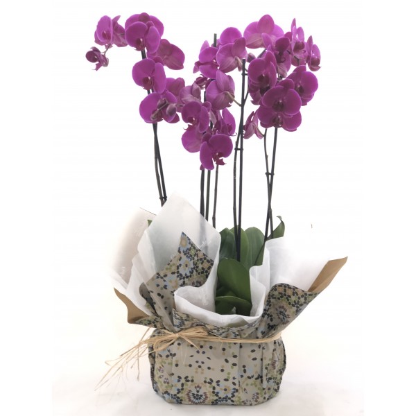 Duo orquideas moradas Duo orquideas moradas