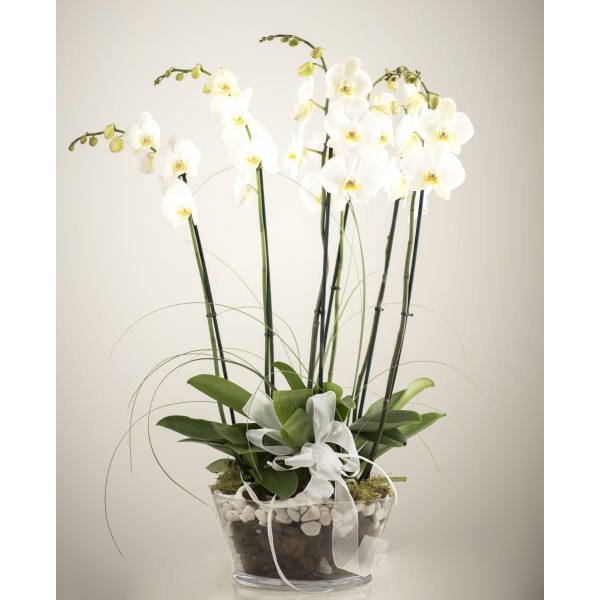 Centro trío orquídeas blancas