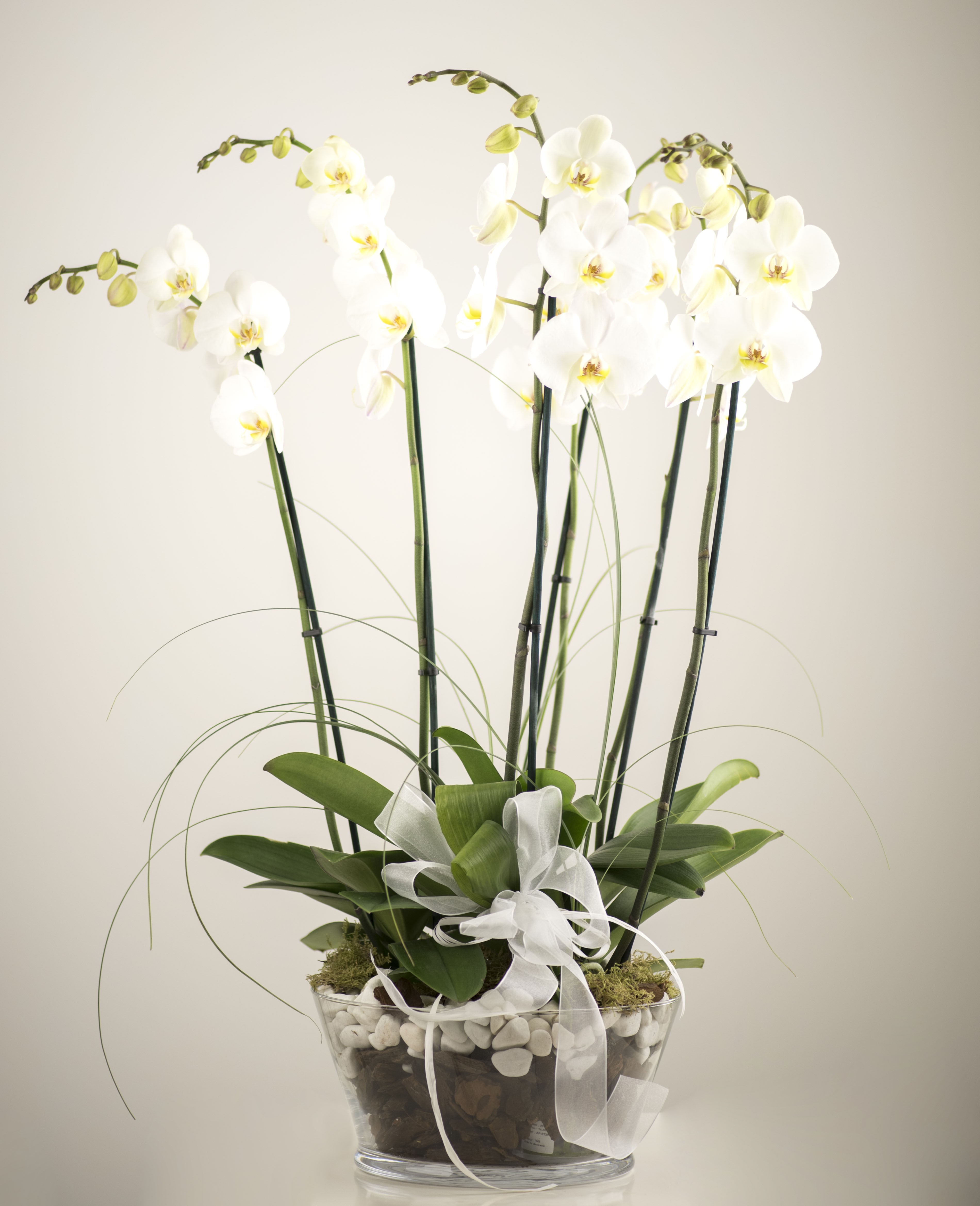 Orquídea granada phalaenopsis flores Plantas domicilio Floristeria