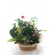 Composición plantas interior II