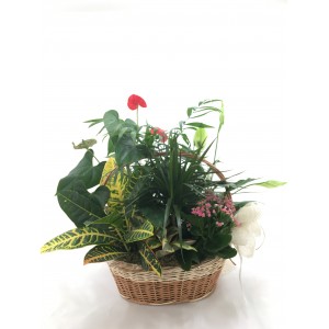 Composición plantas interior II