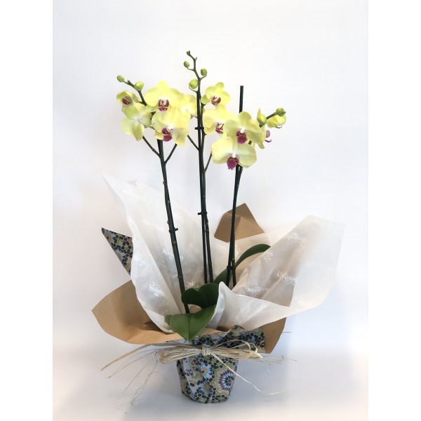 Orquídeas colores diferentes