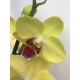 Orquídeas colores diferentes