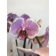 Orquídeas colores diferentes