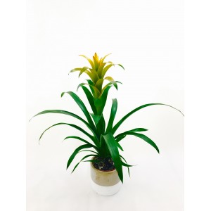 Guzmania