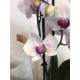 Orquídeas colores diferentes