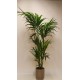 Kentia