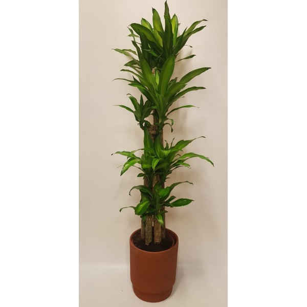 Dracaena massangeana Dracaena massangeana