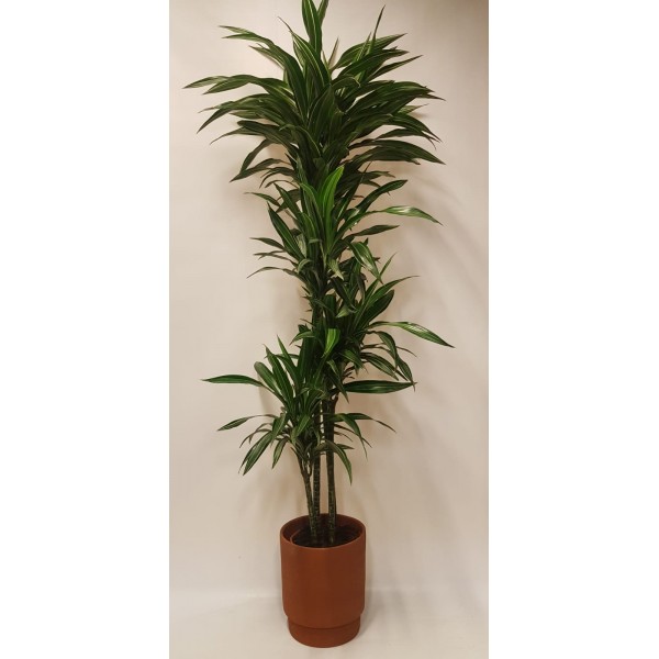 Dracaena Dorado XL Dracaena Dorado XL