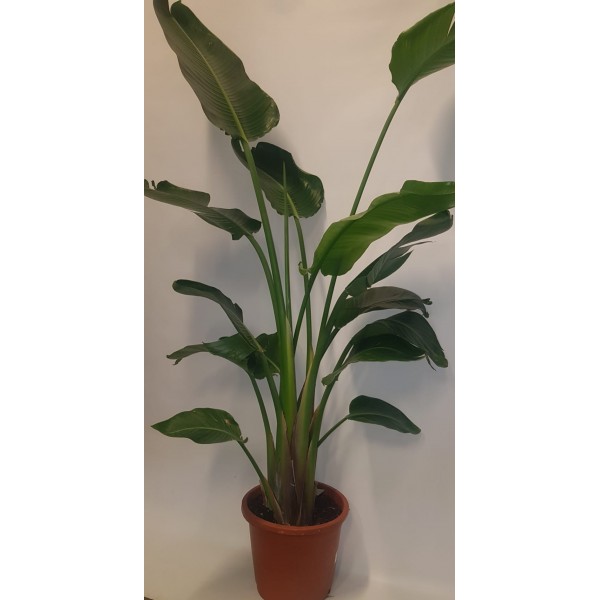 Strelitzia Nicolai Strelitzia Nicolai