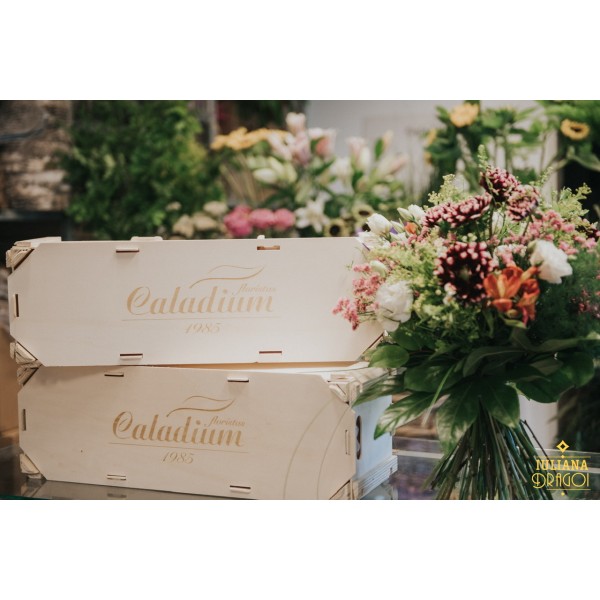 Caladium DIY flores de temporada