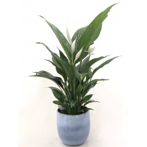 Spathiphyllum (aire puro)