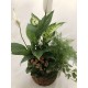 Composición plantas interior I