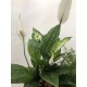 Composición plantas interior I