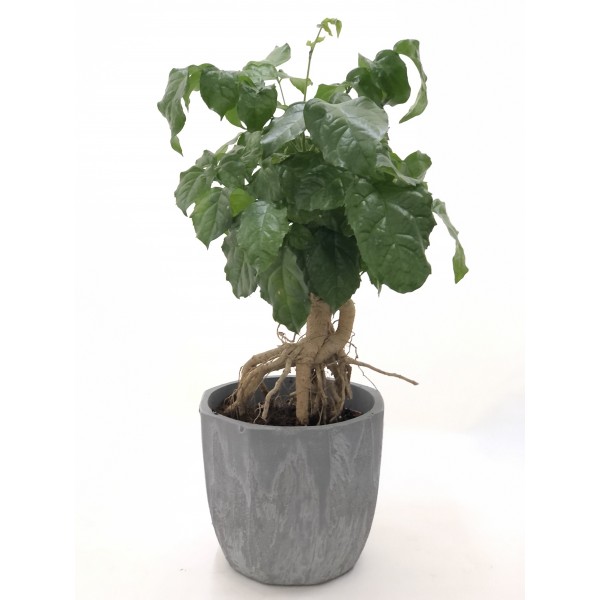 Radermechera Radermechera
