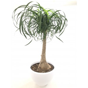 Boucarnea