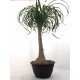 Boucarnea