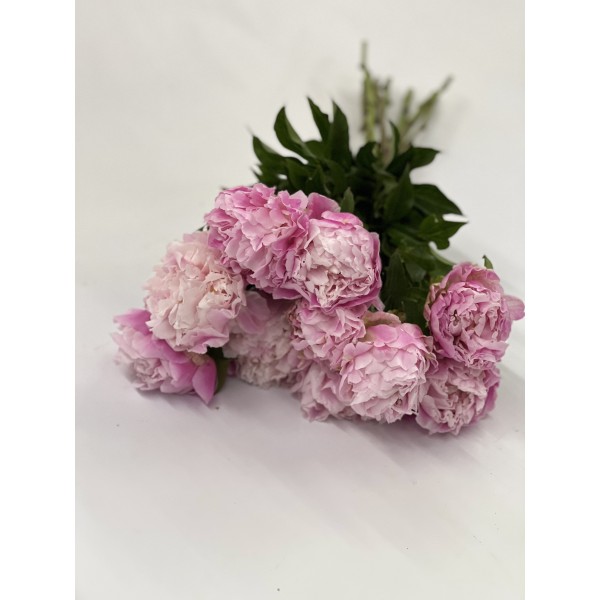 Arrumaco de peonias Arrumaco de peonias