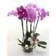 Centro trío orquídeas rosas