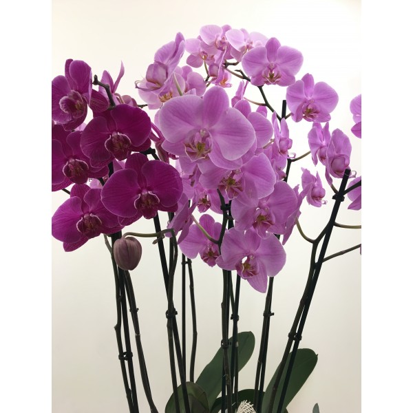 Centro trío orquídeas rosas Centro trío orquídeas rosas